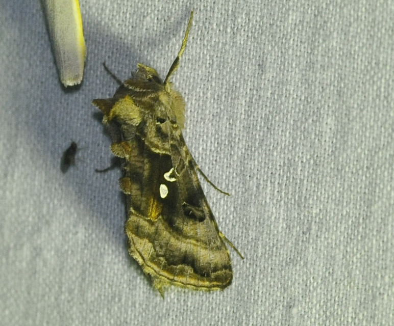 Autographa pulchrina - sötét aranybagoly Autographa pulchrina - sötét aranybagoly