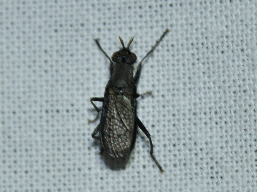 Coremacera marginata