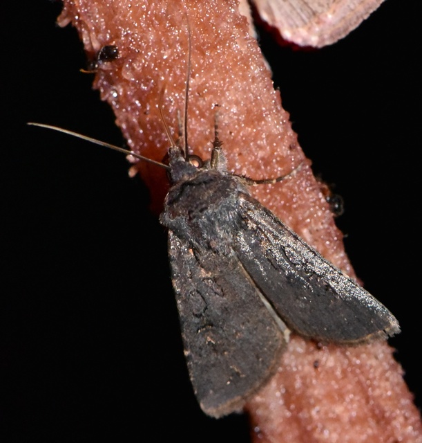 Euxoa nigricans - feketés földibagoly