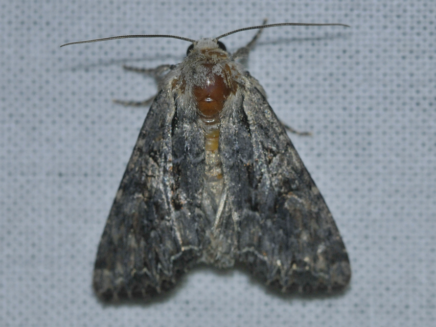 Lacanobia thalassina - borbolya-kertibagoly