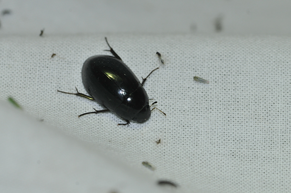 Hydrochara caraboides - kis csibor