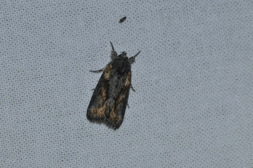 Bryophila raptricula/felina