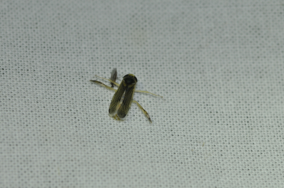 Corixidae - búvárpoloskák Corixidae - búvárpoloskák