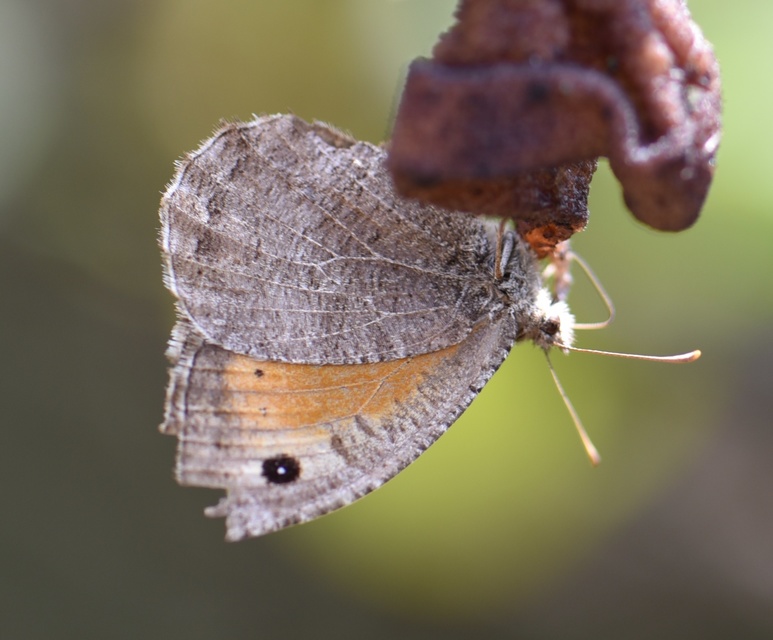 Arethusana arethusa - közönséges szemeslepke