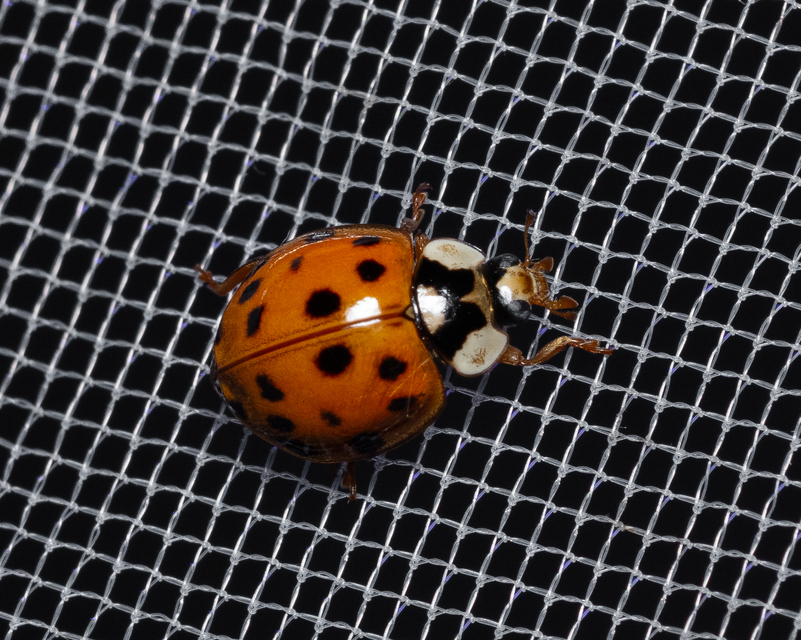 Harmonia axyridis - harlekinkatica