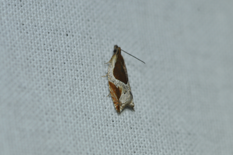 Ancylis unculana - szedersodró horgasmoly