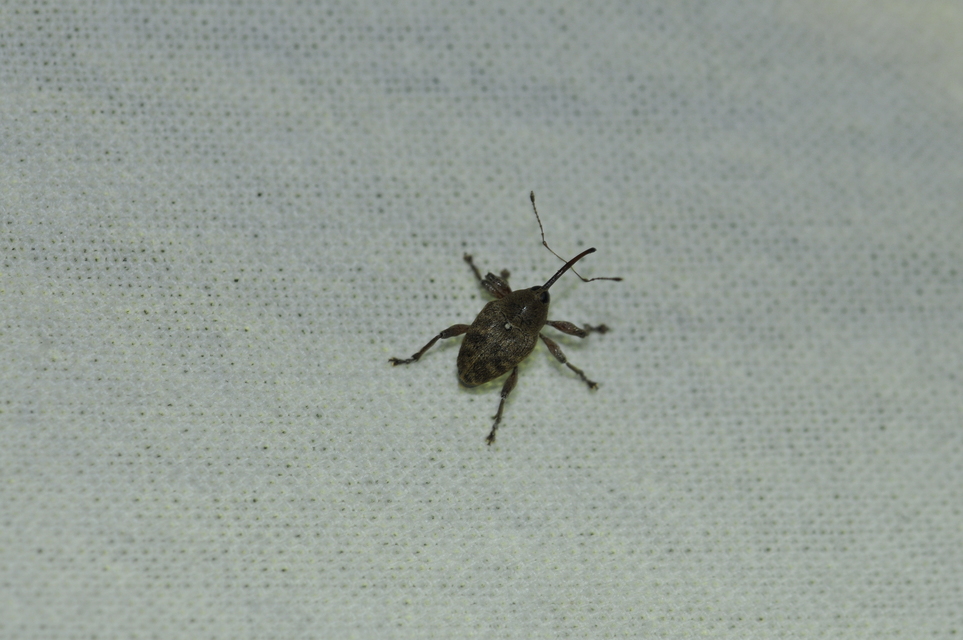 Curculio glandium - tölgymakkzsuzsóka