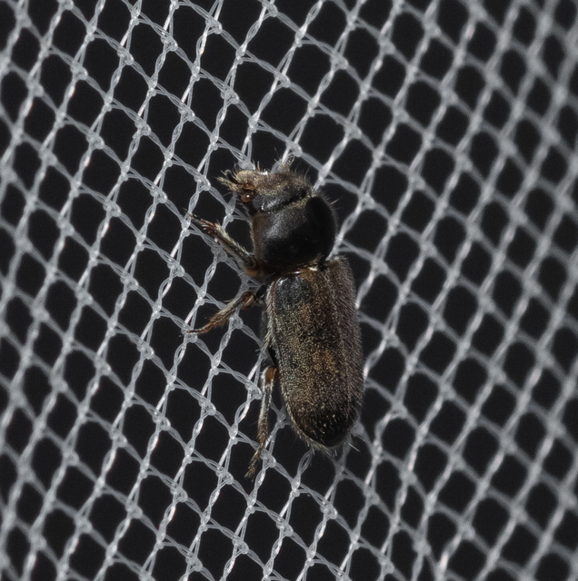 Heterocerus