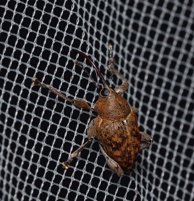 Curculio glandium - tölgymakkzsuzsóka