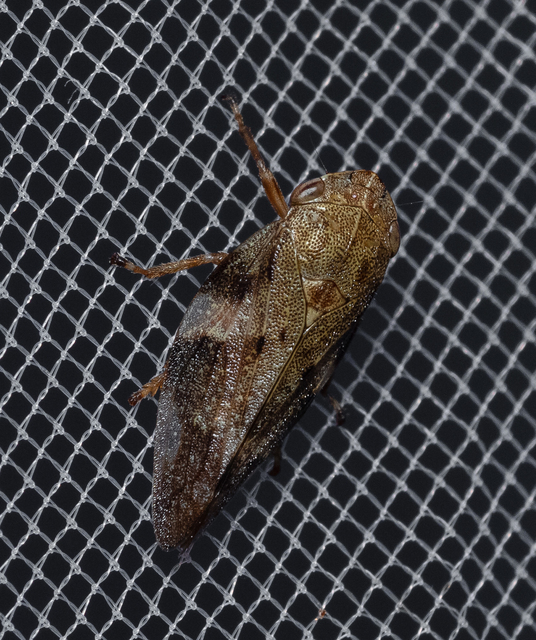 Aphrophora alni