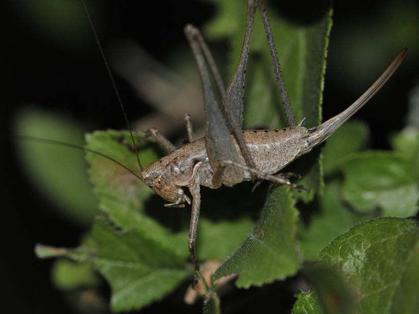 Rhacocleis germanica - német szöcske