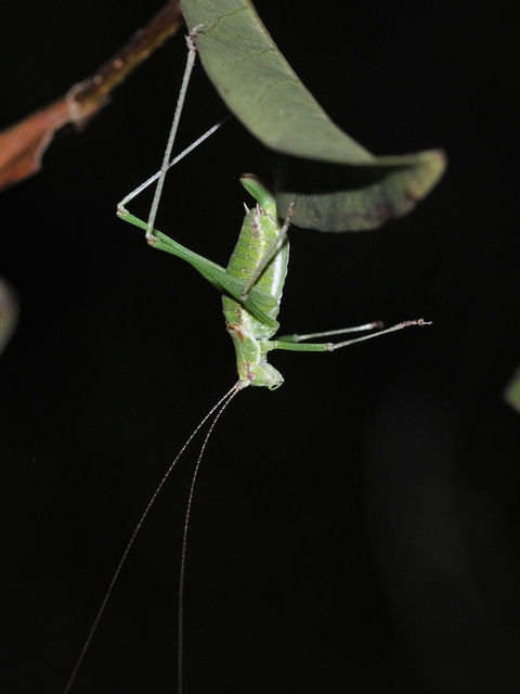 Leptophyes albovittata - közönséges virágszöcske