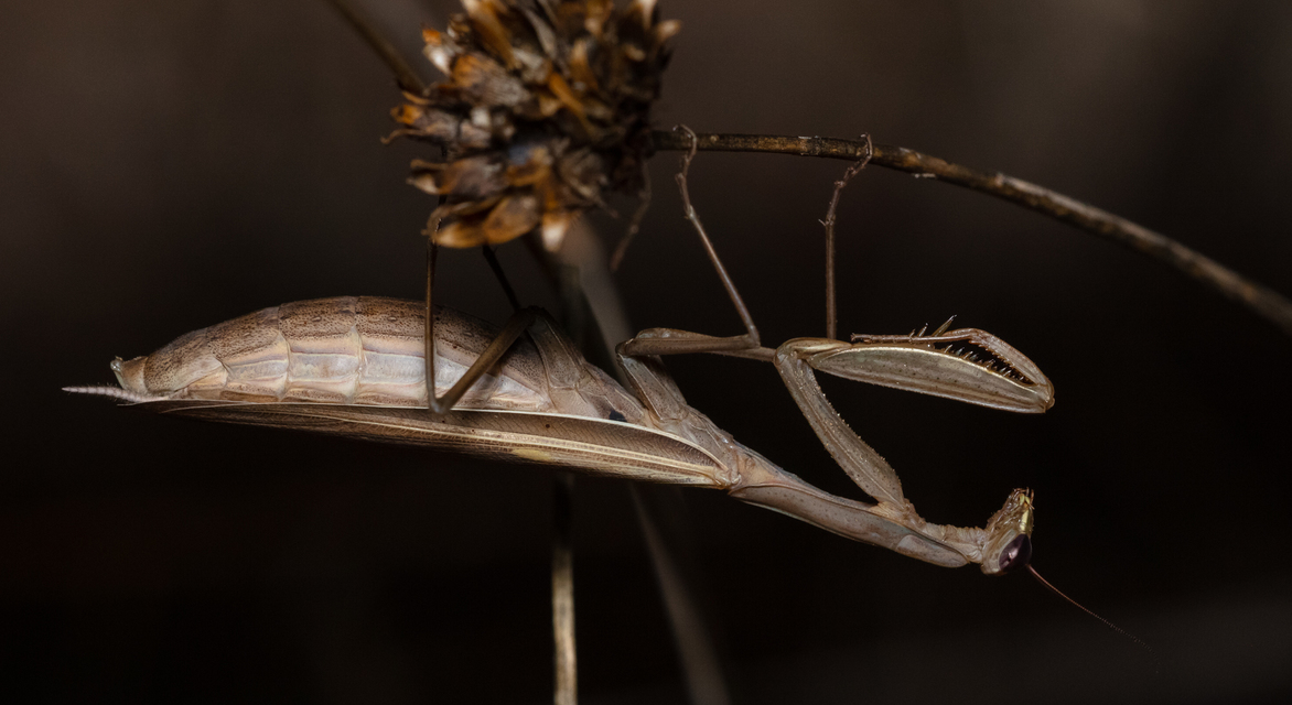Mantis religiosa - imádkozósáska