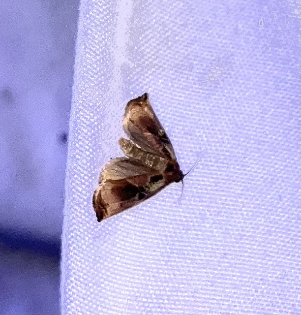 Archips podana - dudvarágó sodrómoly