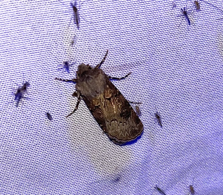 Agrotis bigramma - kétjegyű földibagoly