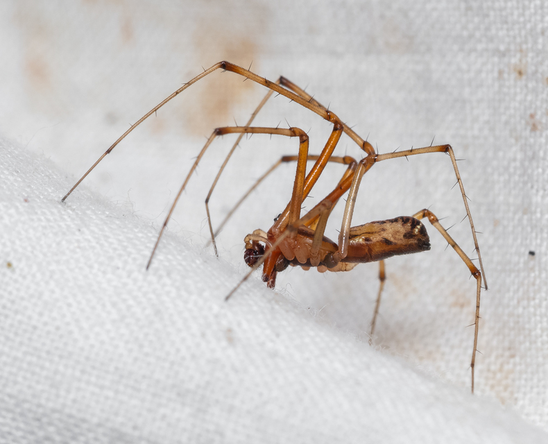Araneae - Pókok