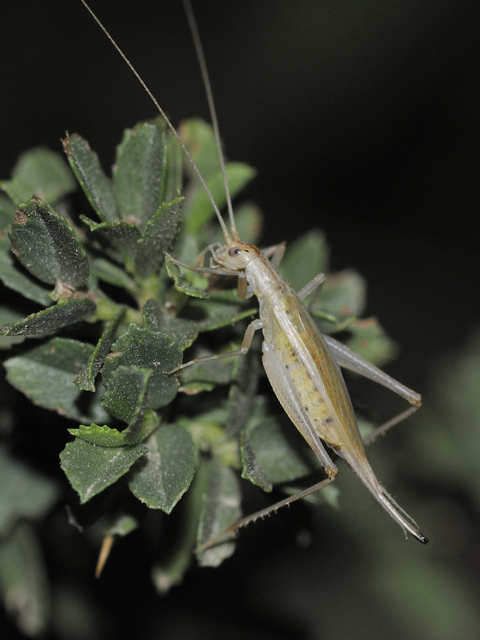 Oecanthus pellucens - pirregőtücsök