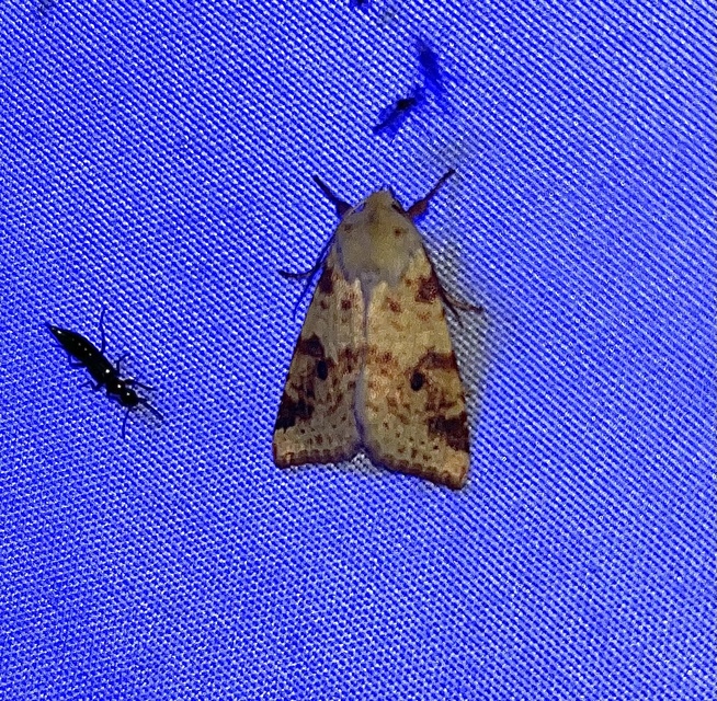 Cirrhia icteritia - nyárfa-sárgabagoly