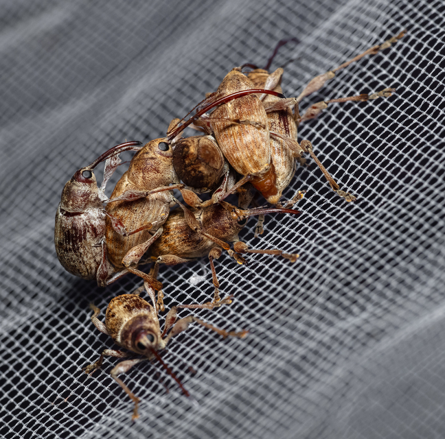 Curculio elephas - gesztenyezsuzsóka