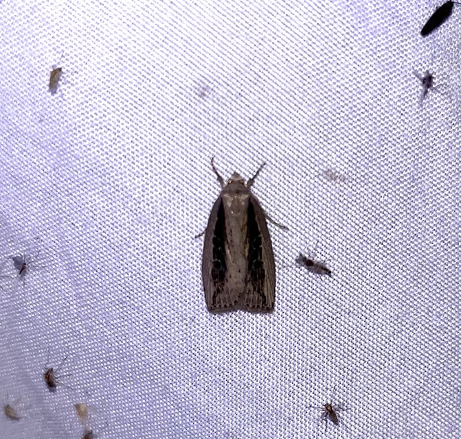Chilodes maritima - négyfoltos nádibagoly