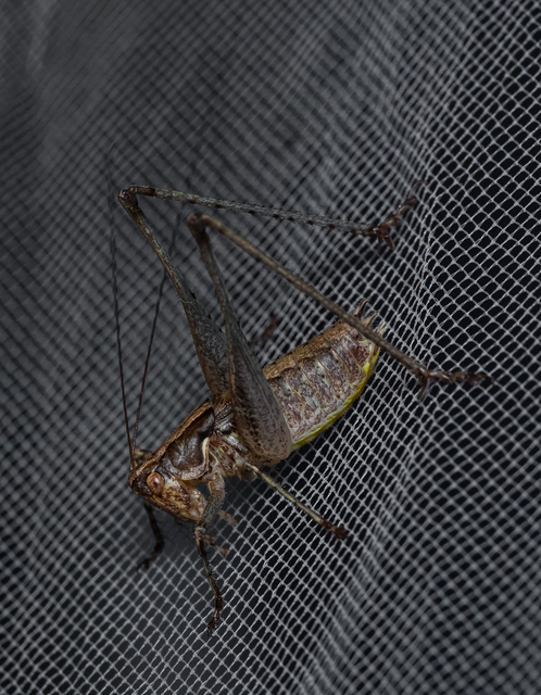 Rhacocleis germanica - német szöcske