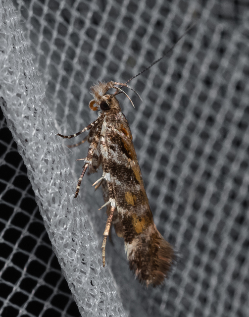 Aristotelia