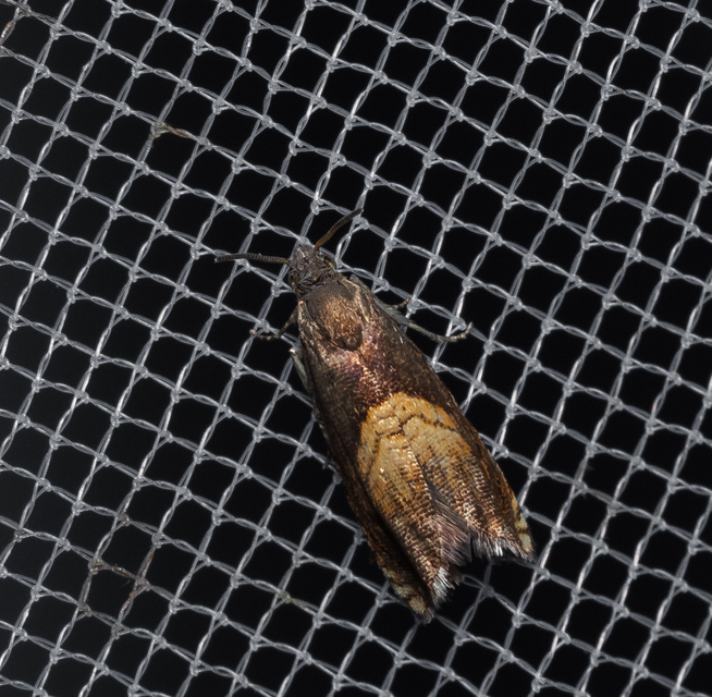 Dichrorampha heegerana - barna gyökérfúrómoly