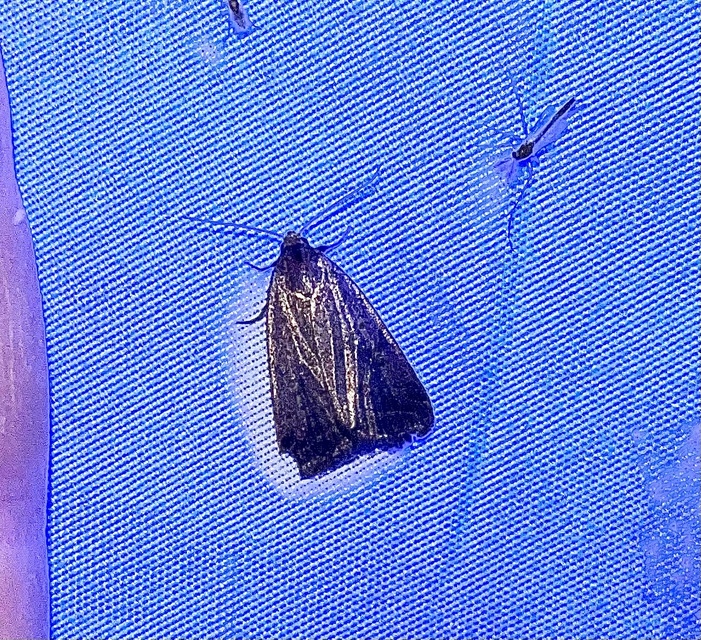 Athetis gluteosa - nyugtalan lápibagoly
