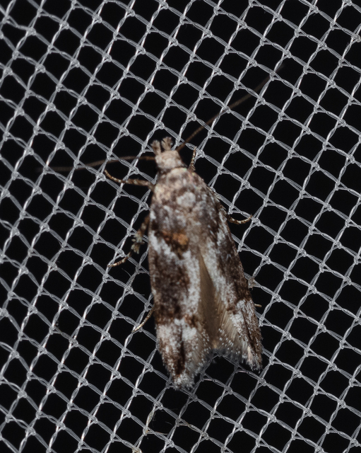 Gelechiidae - sarlósajkú-molylepkefélék