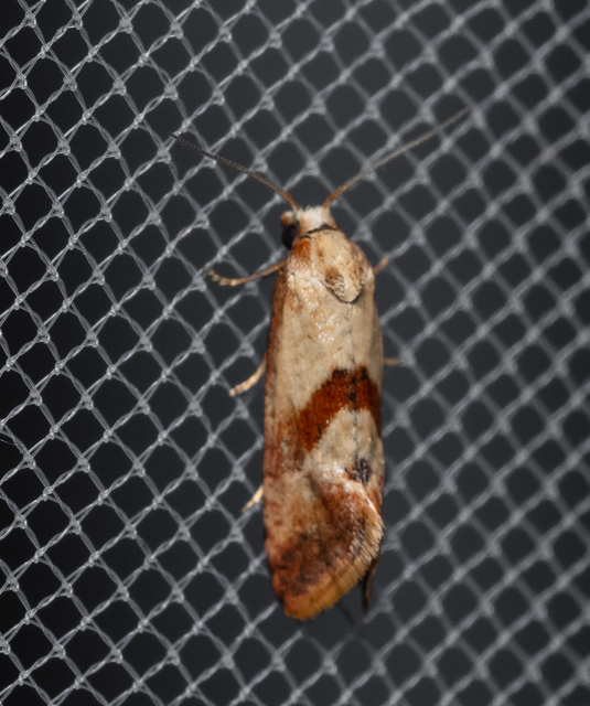 Cochylini