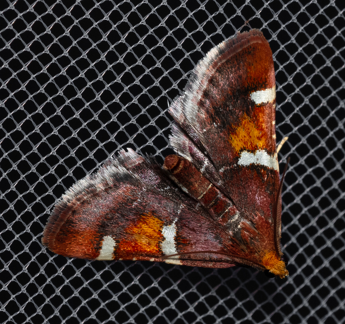 Pyralis regalis - pompás fényilonca