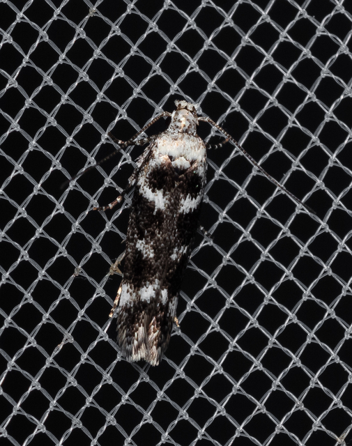 Gelechiidae - sarlósajkú-molylepkefélék