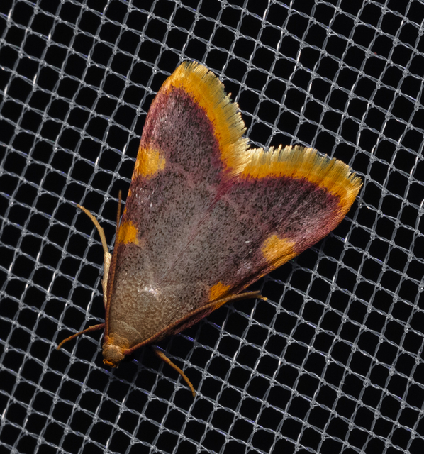 Hypsopygia costalis - szénailonca