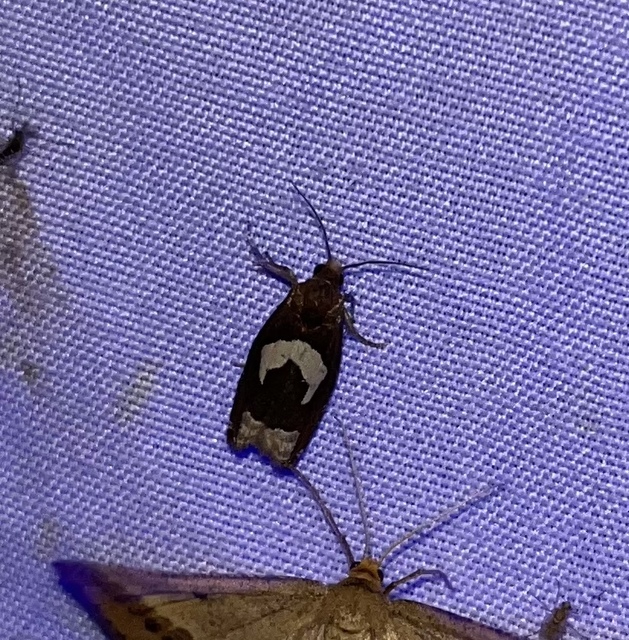 Epiblema foenella - kampósfoltú tükrösmoly