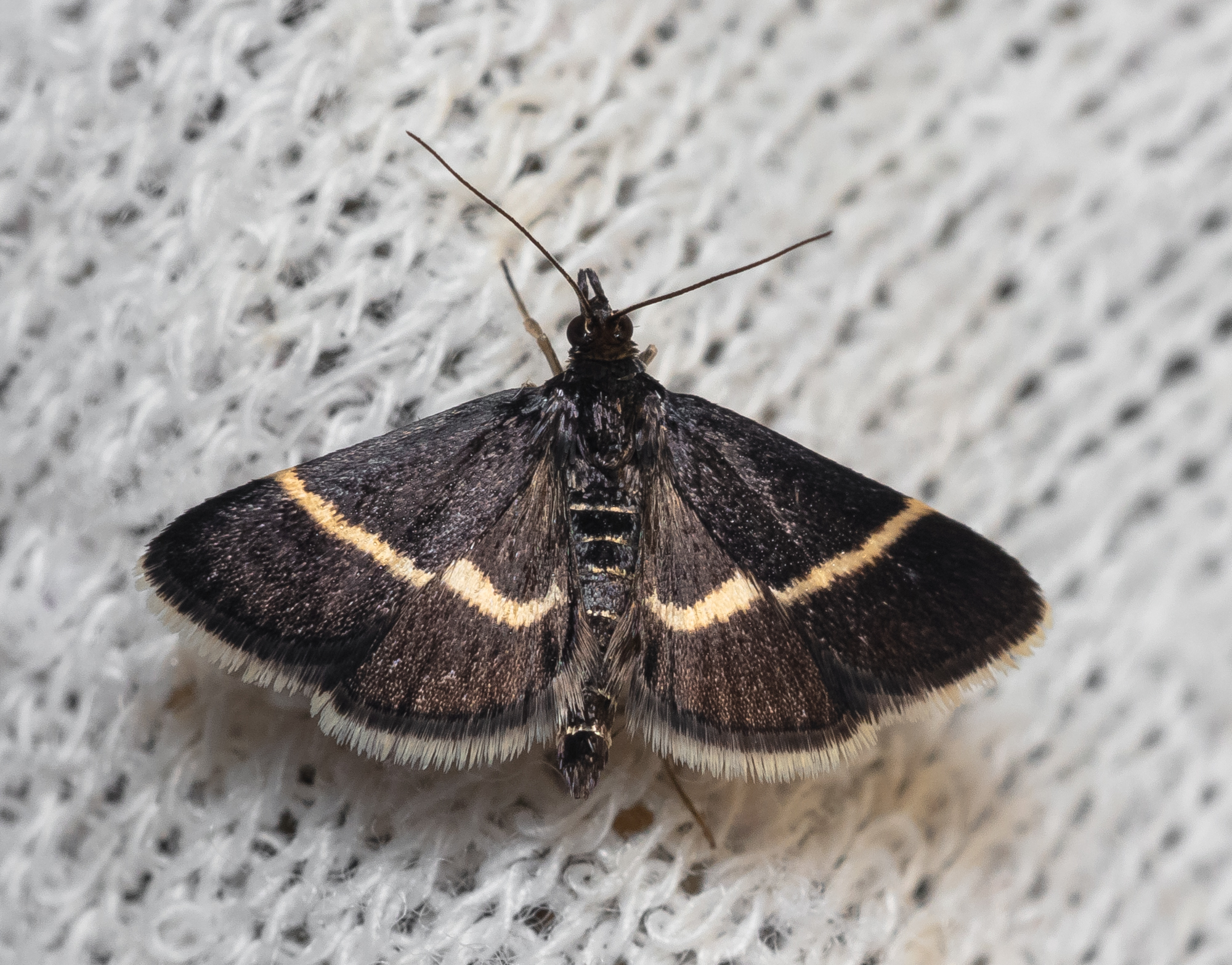 Pyrausta rectefascialis - lengyel kormosmoly