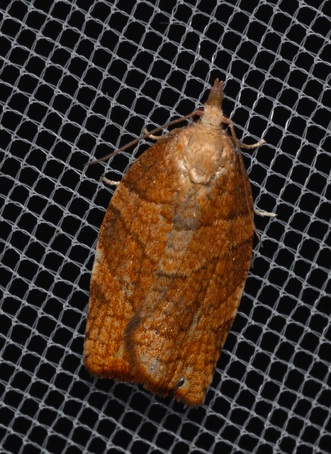 Tortricinae