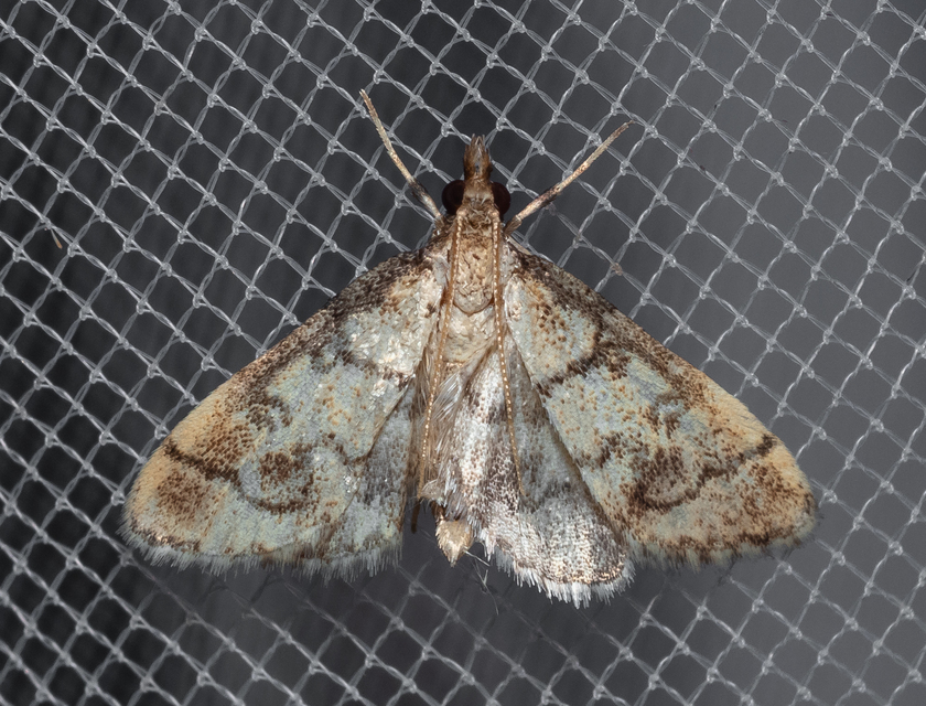 Metasia ophialis - kígyósávos tűzmoly