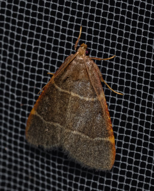 Hypsopygia glaucinalis - rezes fényilonca