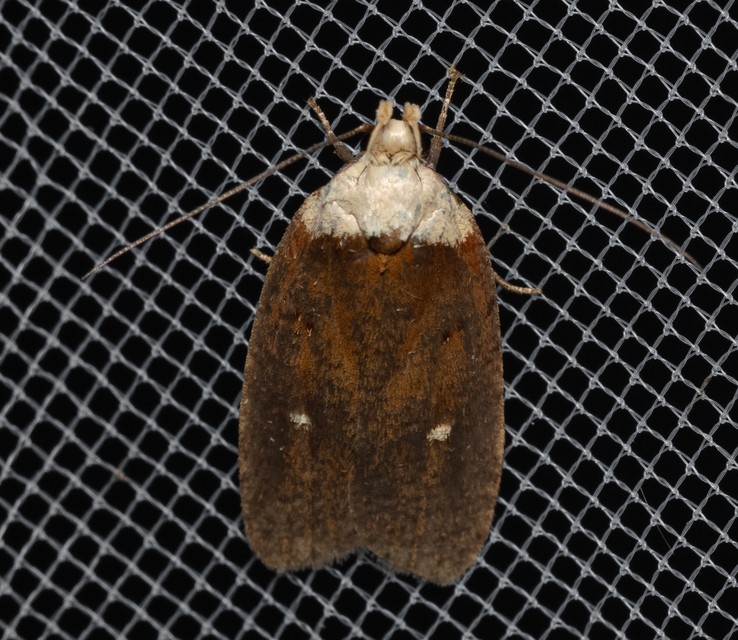 Agonopterix