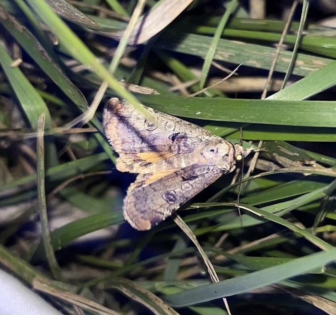 Epilecta linogrisea - karcsú sárgafűbagoly