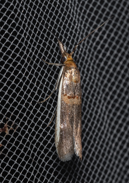 Etiella zinckenella - akácmoly