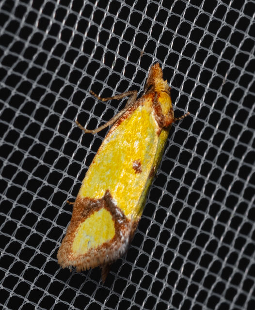 Agapeta zoegana - barnacsíkos sárgamoly
