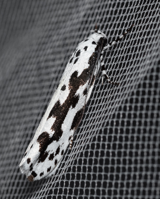 Ethmia pusiella - díszes feketemoly