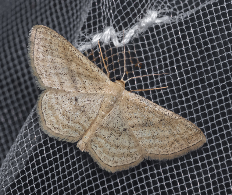 Scopula virgulata - vesszős sávosaraszoló