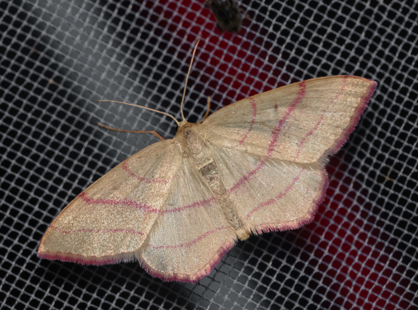 Rhodostrophia vibicaria - pirosszélű araszoló