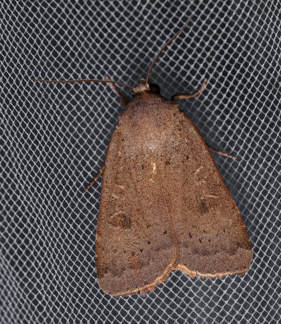 Noctua comes - kis sárgafűbagoly