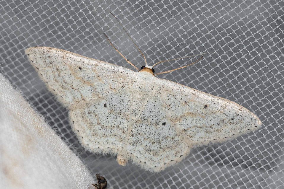 Scopula incanata - hamvas sávosaraszoló