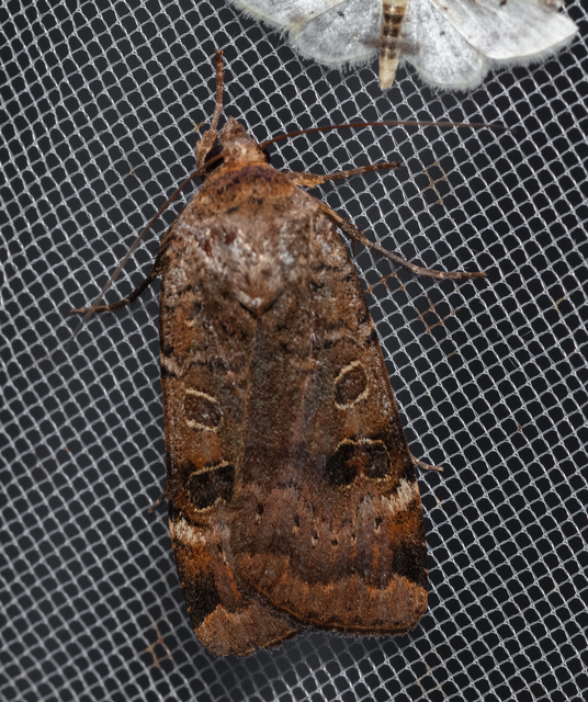 Noctua interposita - köztes sárgafűbagoly