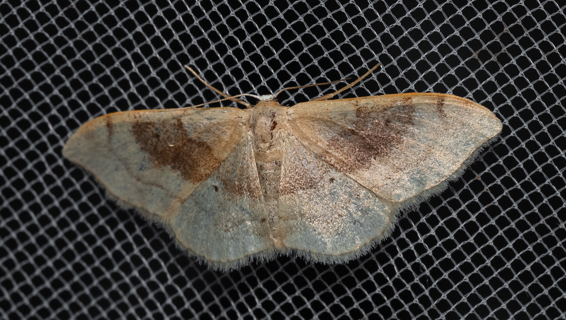 Idaea degeneraria - barnasávos araszoló
