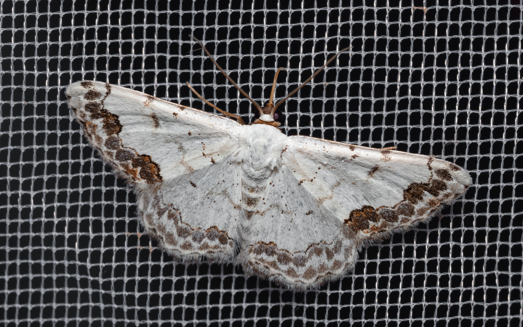 Scopula decorata - tarka fehéraraszoló